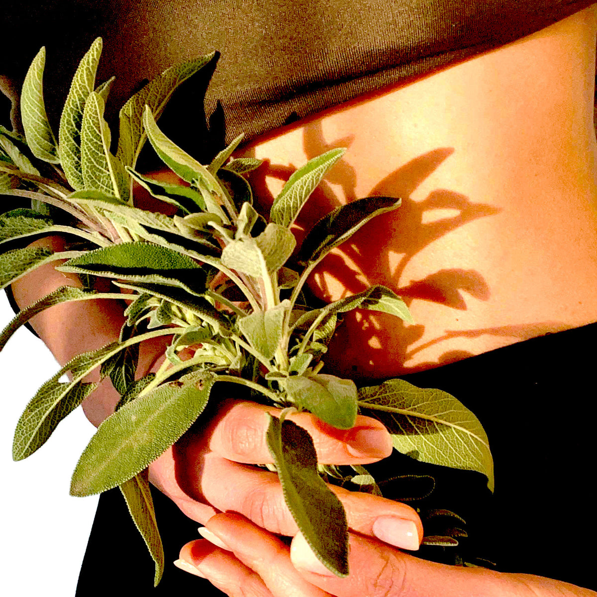 PERLE SACREE - Feuilles de Sauge Officinale - Infusion de plantes en vrac-3